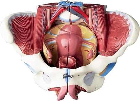 Anatomie Du Mod Le Humain Muscles Du Plancher Pelvien Mod Le Du