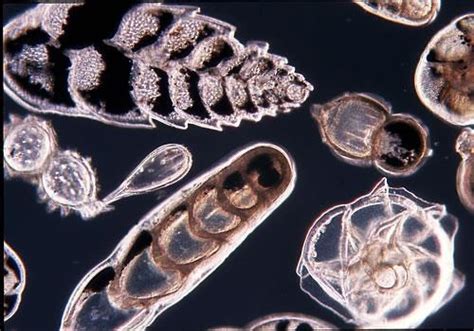 Foraminifera Are Tiny Single Celled Organisms That Construct Shells They Inhabit A Wide Range