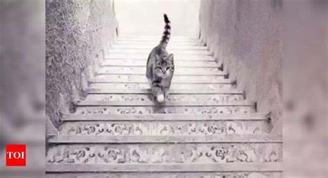 Viral Optical Illusion Is The Cat Going Up Or Down The Stairs Times