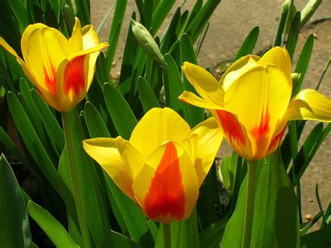 Yellow Flower Plant Tulips Flowers Colorful Flowing Greens