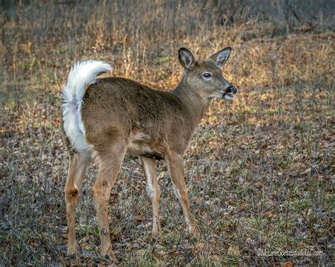 Young White Tail Deer Photograph By Leeann Mclanegoetz