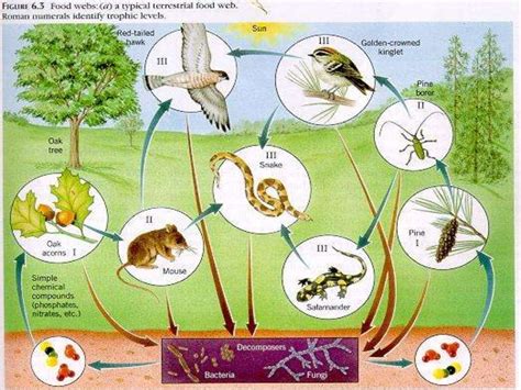 Food Chain Of A Forest