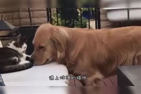 金毛出门遛弯，叼着一只小奶猫回家，主人：谁带回来，谁负责到底小奶主人金毛