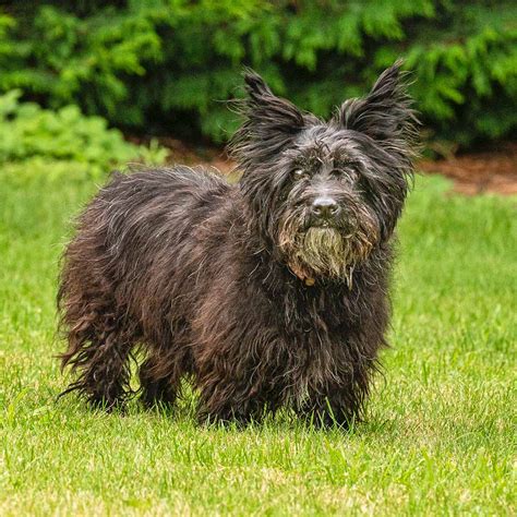 Are Cairn Terriers Double Coated