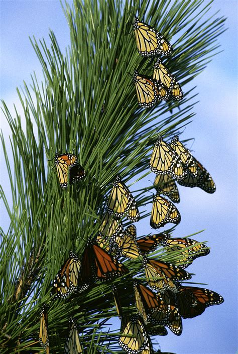 File Monarch Butterfly Migration Wikimedia Commons