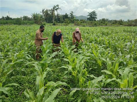 BPKAD Pengamatan Organisme Pengganggu Tanaman Opt Pada Tanaman