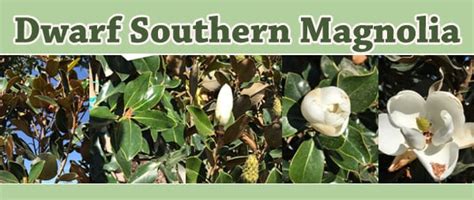 Dwarf Southern Magnolia - Green Thumb Nursery