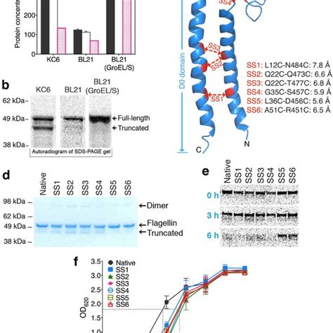 Inhibition Of Flagellin Proteolysis By Domain Stabilization A Cfps