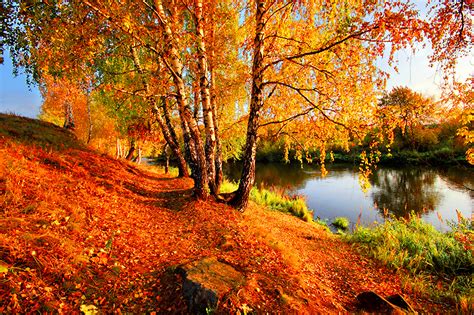 Picture Foliage Birch Autumn Nature River Trees Seasons