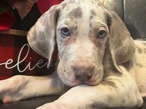 AKC Lilac Harlequin Tanpoint Male Great Dane Great Dane Puppies For