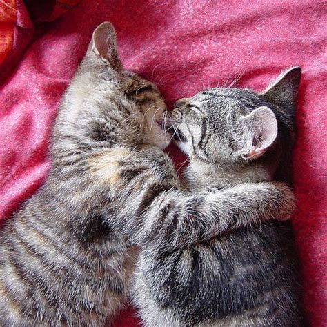 Cats In Love 31 Pics