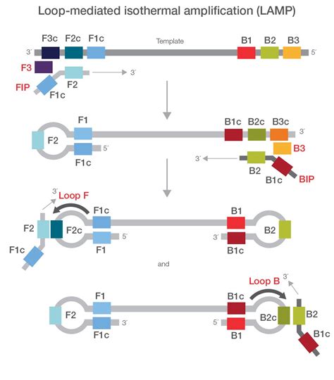 Loop Mediated Isothermal Amplification Lamp Thermo Fisher