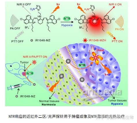 乏氧激活和ntr酶响应的单分子探针ir1048 Mz 定制合成 知乎