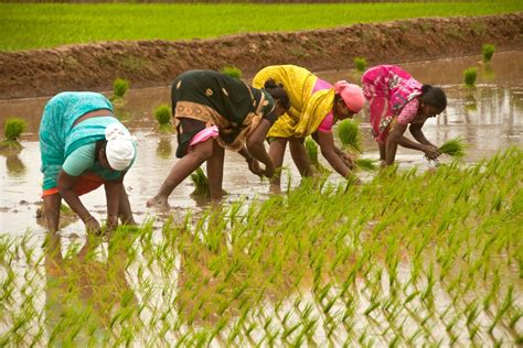 Kharif Crop Sowing Exceeds Lakh Hectares Centre The Statesman