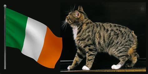 Irish Cat Breeds: The Tailless Mystery of the Emerald Isle