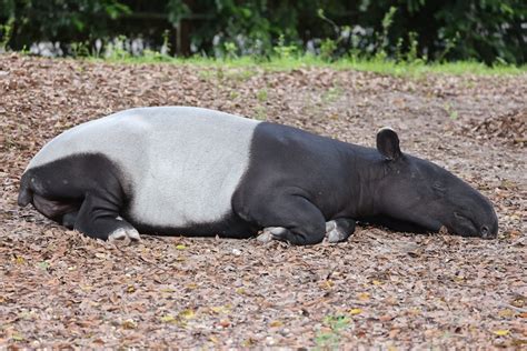 300 Best Names for Tapir - Name Generator & Ideas - FluentSlang