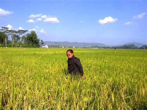 Karya Tani Nusantara Tulungagung Cara Menanam Padi Yang Baik Dan Benar