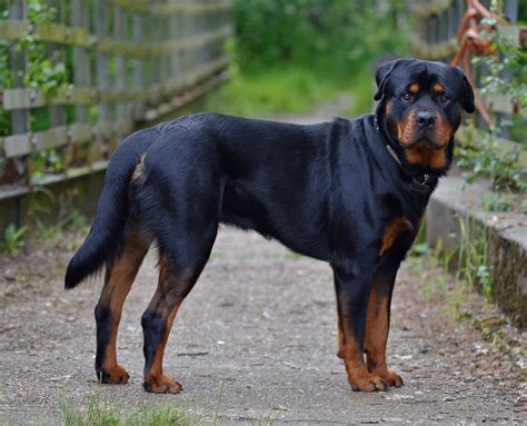 Are Rottweilers Good Farm Dogs
