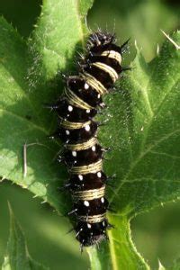 Painted Lady Butterfly, Vanessa cardui – Wisconsin Horticulture