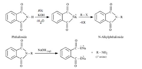 Gabriel Phthalimide Synthesis Reaction Mechanism And Limitations