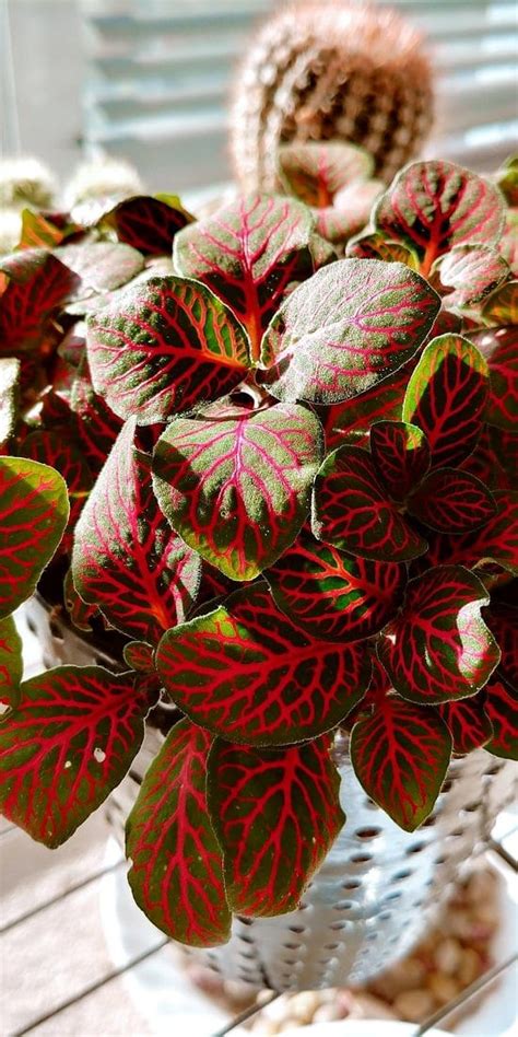 Spice Up Your Indoor Plant Collection With These 15 Impressive Red Houseplants Ames Farm Center