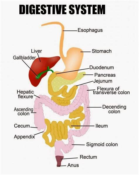 Diagram Of The Digestive System Labeled Organs Digestive App