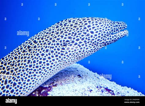 Gymnothorax Jawanicus Hi Res Stock Photography And Images Alamy