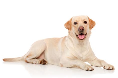 Historia Y Origen De La Raza Labrador Retriever