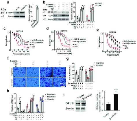 Overexpression Of Catenin Reversed The Influence Of Otub Shrna A