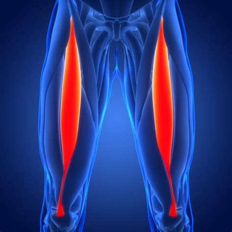 femoris tendon foto stok potret gambar bebas royalti istock