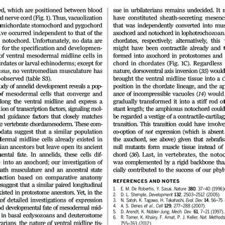 (PDF) Development of the Annelid Axochord: Insights into notochord evolution