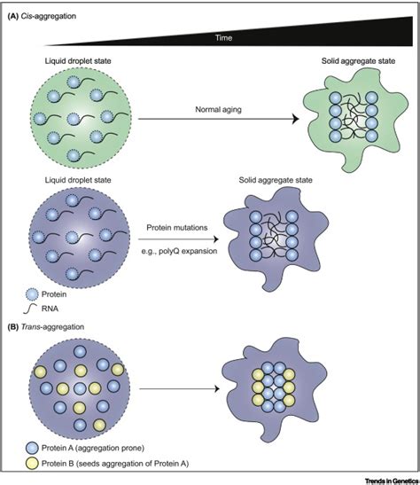 Solid Liquid Phase Separation Cell At Edith Maddox Blog