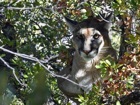 Bolivia Wildlife Holiday Jaguars And Wild Cats Responsible Travel