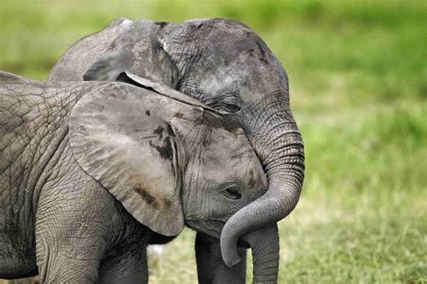 10 Weird and Wonderful Facts About African Animals