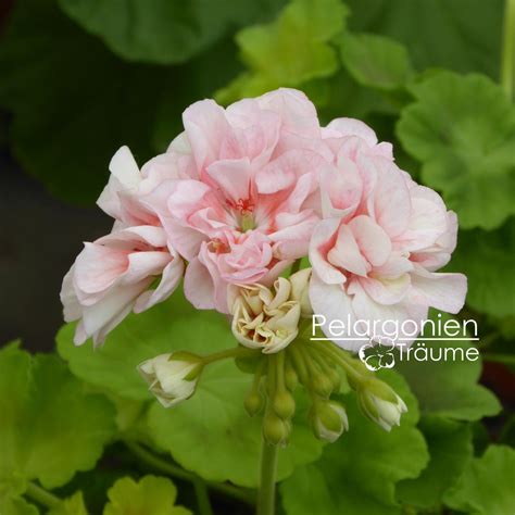 Odensjö Vaya Con Dios Pelargonium Zonale Pelargonienträume