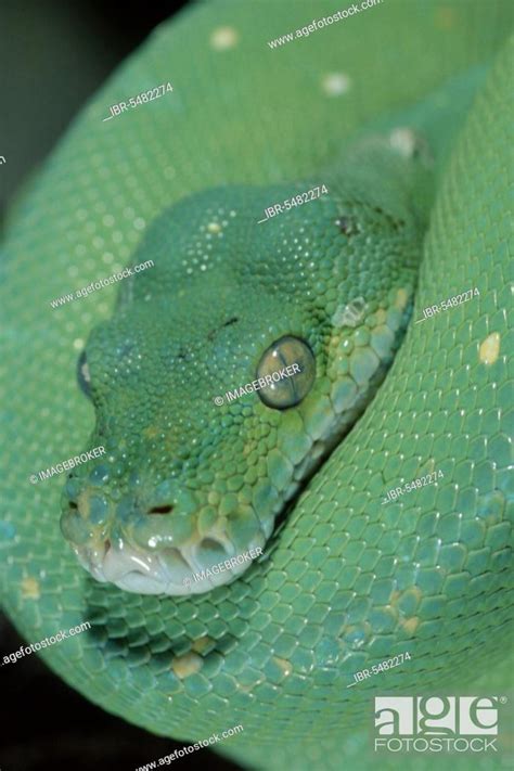 Green Tree Pythons Morelia Viridis Stock Photo Picture And Rights