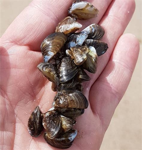 Manitoba family spots 'dark clumps' of zebra mussels at Grand Beach