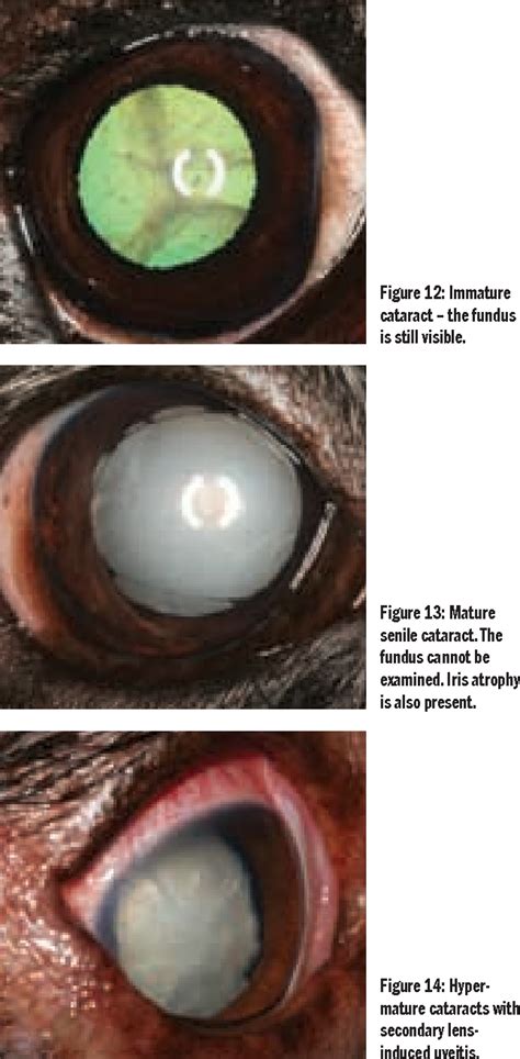 Figure 10 From Lens Disorders In Dogs And Cats Semantic Scholar