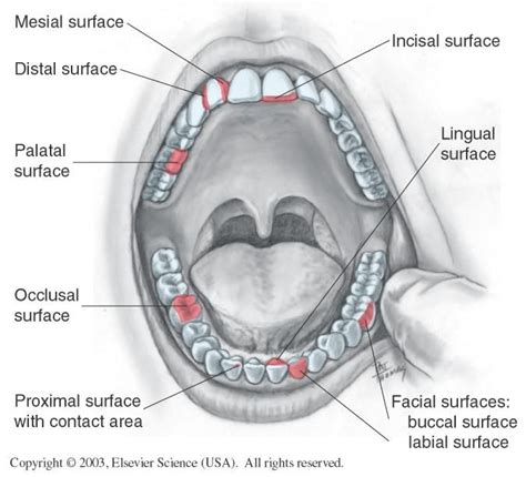 Tooth Surfaces Full Mouth Dental Hygiene School Dental Hygiene