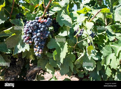 Red wine grapes. Vineyards Stock Photo - Alamy