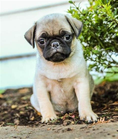 Pug Puppies For Sale Michigan Avenue Mi 279885