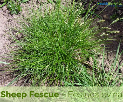 Sheep Fescue Facts And Health Benefits