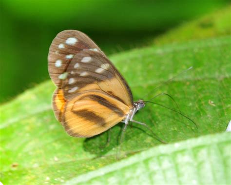 Hyposcada Anchiala INaturalist