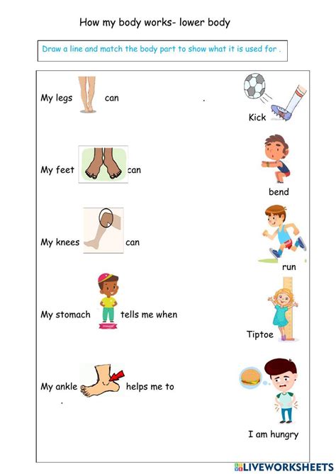 Function Of Body Parts Worksheet