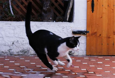 Curiosidades Que No Sab As Sobre Las Patas De Los Gatos La Era Gatera