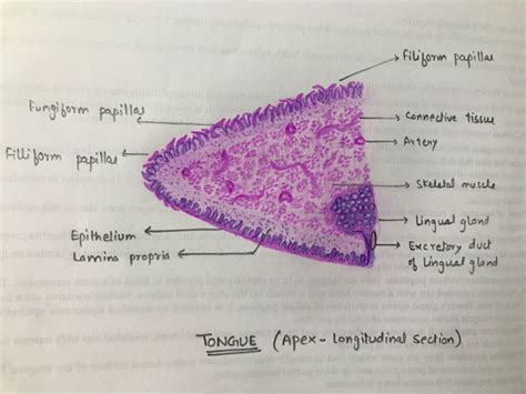 Tongue histology | Medical school essentials, Medical anatomy ...