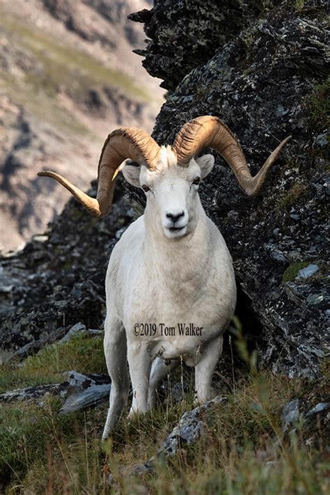 Dall Sheep Ram Full Curl Photo Tom Walker Photographer