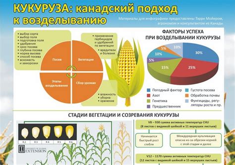 Кукуруза: канадский подход к возделыванию — АГРО БИЗНЕС КАЗАХСТАН