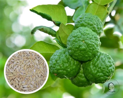 kaffir lime tree citrus hystrix makrut seeds etsy