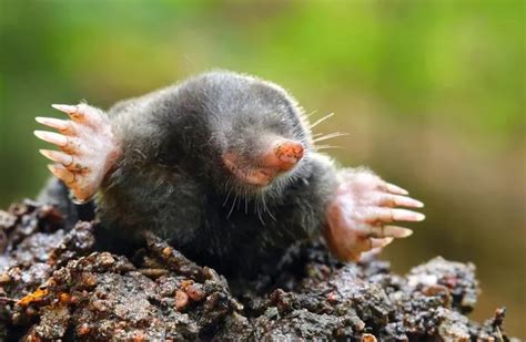 Are Moles Rodents or Not? - All You Need To Know